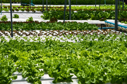 Rows hydroponic lettuce seedlings in greenhouse, commercial farming operation with white rows