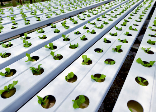 Rows hydroponic lettuce seedlings in greenhouse, commercial farming operation with white rows