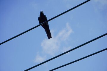 Obraz premium Silhouette of a bird perched on power lines against a bright blue sky with clouds