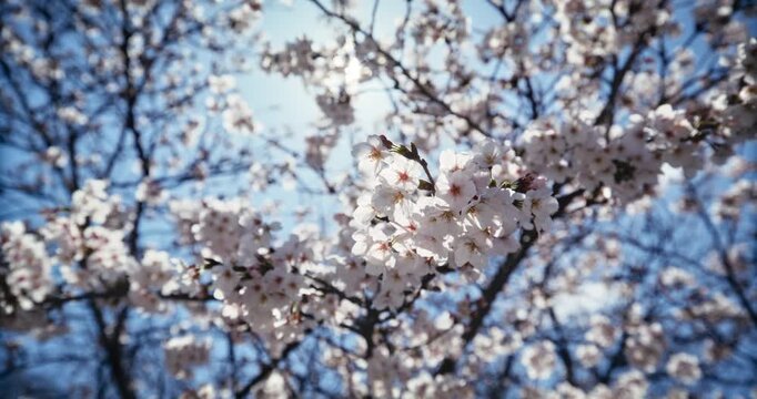 Low, Steady Cam Shot Of Cherry Blossom Branches Against Blue Sky In Hiroshima