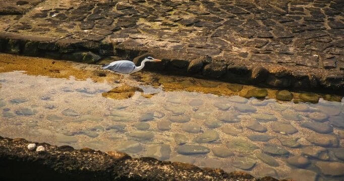 Gray Heron Wading at Stone Edge of Shallow Tidal Pool In Japan - Slow Motion