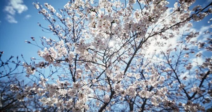 Cherry Blossom Tree in Full Bloom Against Blue Sky In Hiroshima - Low Shot