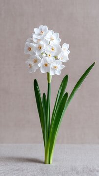 Elegant white paperwhite narcissus flower cluster isolated on textured background