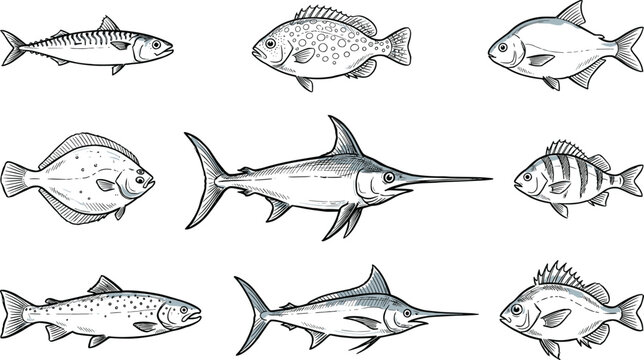 Sea fish hand drawn sketch vector set with swordfish salmon flounder mackerel isolated on white background