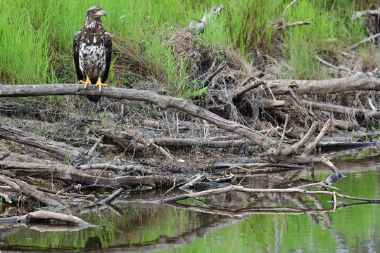 A juvenile bald eagle (Haliaeetus leucocephalus) perched on a deadfall near a remote Alaska stream.