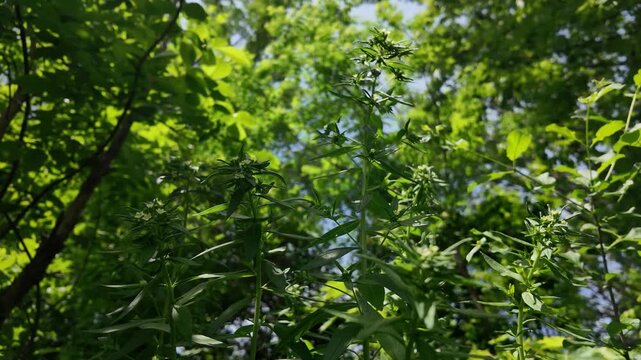 Wild Forest Plant - Corn Gromwell - MS Tilt - 4K UHD