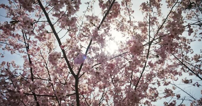Low shot looking up at sun peeking through beautiful cherry blossom tree in Japan