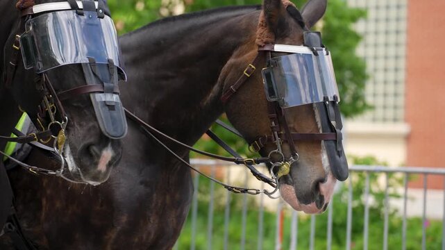 Close up of police horses with protective eye shields 4K