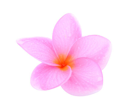 Plumeria isolated on white background.
