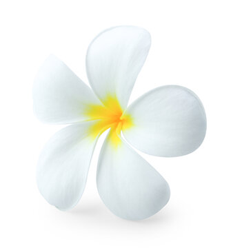 Plumeria isolated on white background.