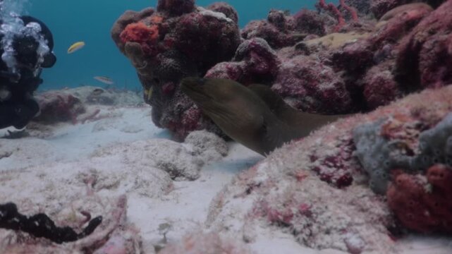 A scuba diver swims around a green moray eel (gymnothorax funebris)