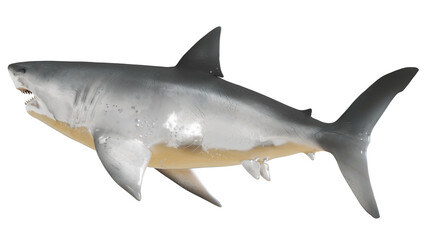 Fototapeta premium Great White Shark swimming gracefully