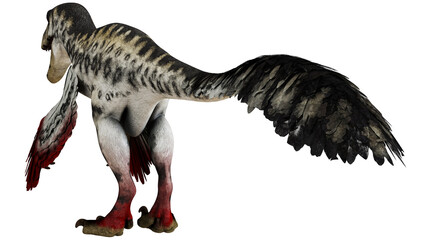 Feathered dinosaur with vibrant red and black plumage. © Ilie
