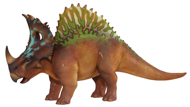 Colorful ceratopsid dinosaur side view.