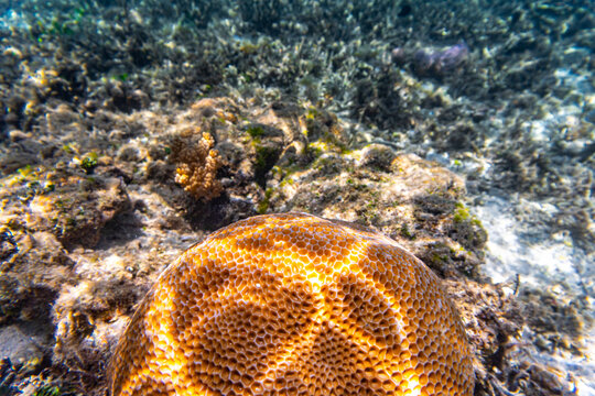 Massive orange coral under the Clear Water at The Coast of Kelor Island, in Komodo National Park, Labuan Bajo, Flores, Indonesia.