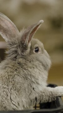 Vertical shot Of European rabbit, Oryctolagus cuniculus or coney is species of rabbit native to Iberian Peninsula and southwestern France