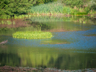 Obraz premium Small island of aquatic vegetation surrounded by calm lake water. Wetland habitat with reeds, reflections and biodiversity supporting a healthy freshwater ecosystem.