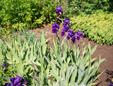Deep purple iris flowers blooming in a sunny cottage garden. Elegant perennial plants with sword-shaped leaves growing in a well-kept rural flower bed.