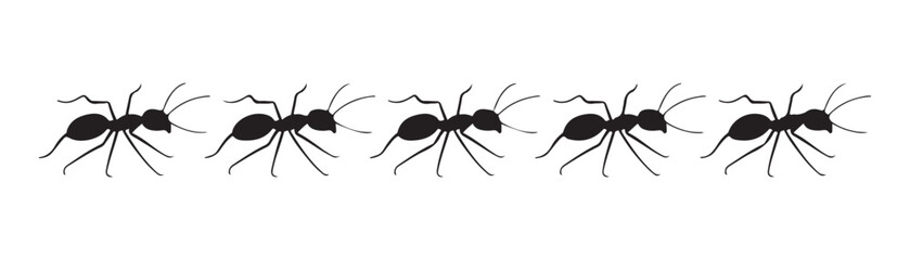 Set of black ant silhouettes arranged in a straight horizontal line on isolated transparent background. © Farik