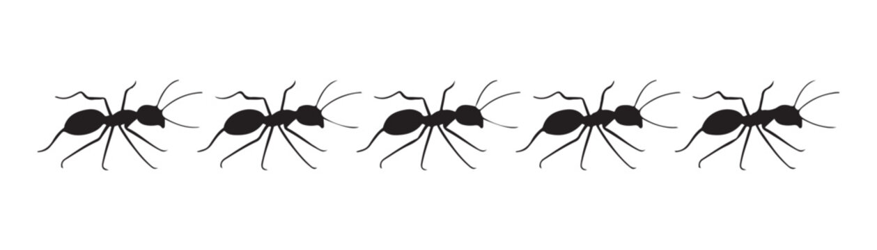 Set of black ant silhouettes arranged in a straight horizontal line on isolated transparent background.