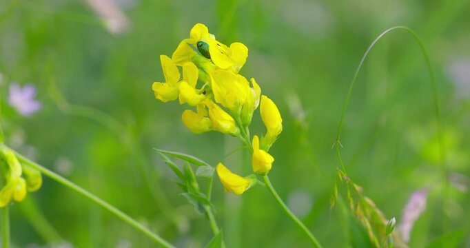 Flowers of Lathyrus pratensis (Meadow Vetchling)