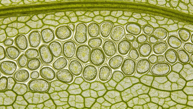 Bright-field micrographs of mesophyll cells of *Agropyron cristatum*, clearly showing chloroplast structure; botanical research photography.