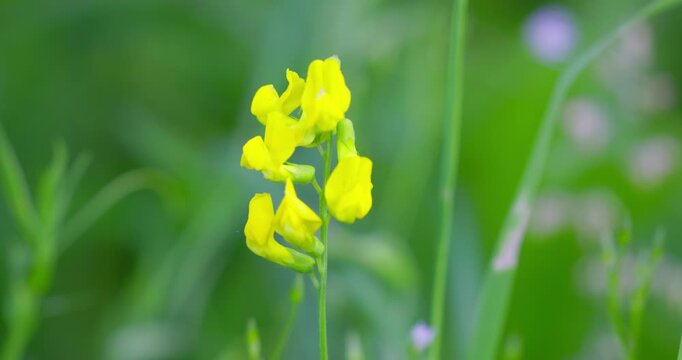 Flowers of Lathyrus pratensis (Meadow Vetchling)
