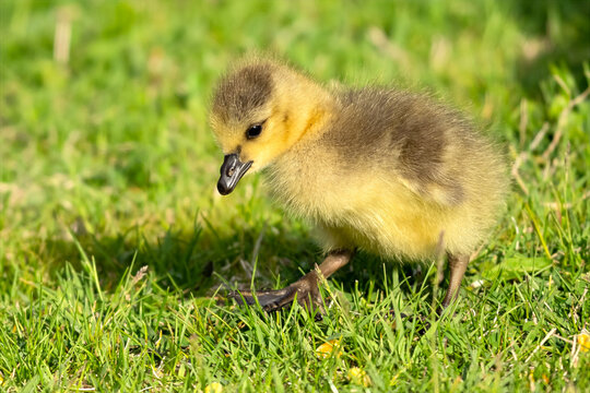 Canada Gosling in the Grass