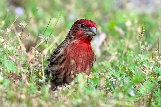Male House Finch in the Grass