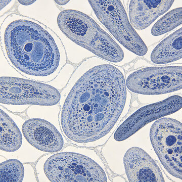 Micrographs of human fibroblasts, spindle-shaped connective tissue structures, histological research photography