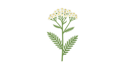 Yarrow Flower Illustration - Achillea millefolium botanical art © azril