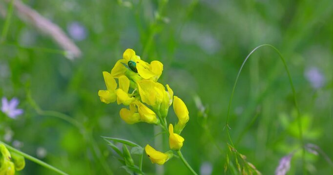 Flowers of Lathyrus pratensis (Meadow Vetchling)