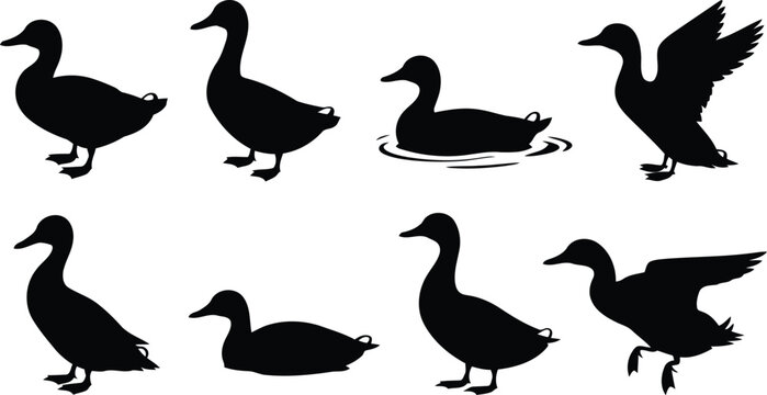 Black duck silhouettes in various poses and actions