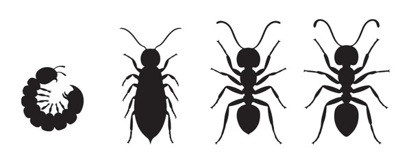 Complete insect metamorphosis stages featuring ant larva pupa and adult silhouettes for science projects. © Farik