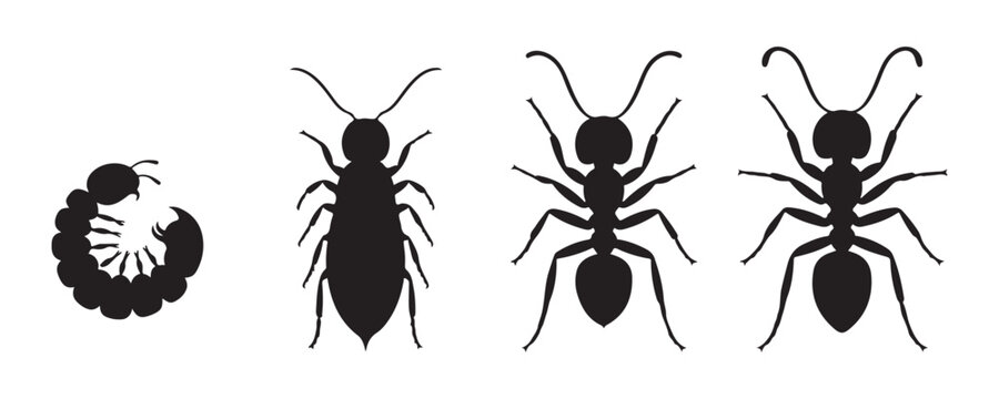Complete insect metamorphosis stages featuring ant larva pupa and adult silhouettes for science projects.