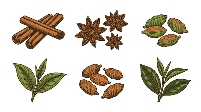 Cinnamon Anise and Herbal Spices Vector Illustration Set.