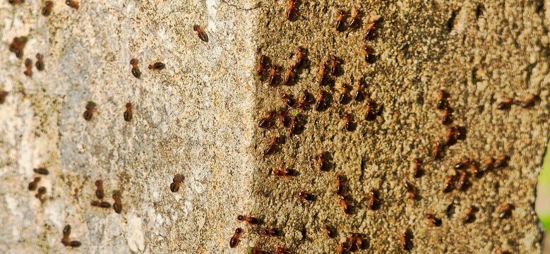 Group of small black ants crawling on a concrete wall surface.