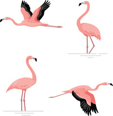 Beautiful pink flamingo bird vector illustration set, cartoon tropical wildlife flying standing characters collection © Sanjina