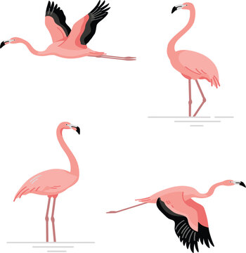 Beautiful pink flamingo bird vector illustration set, cartoon tropical wildlife flying standing characters collection