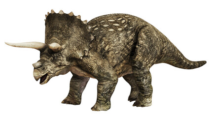 Detailed 3D illustration of a Triceratops dinosaur. © Ilie