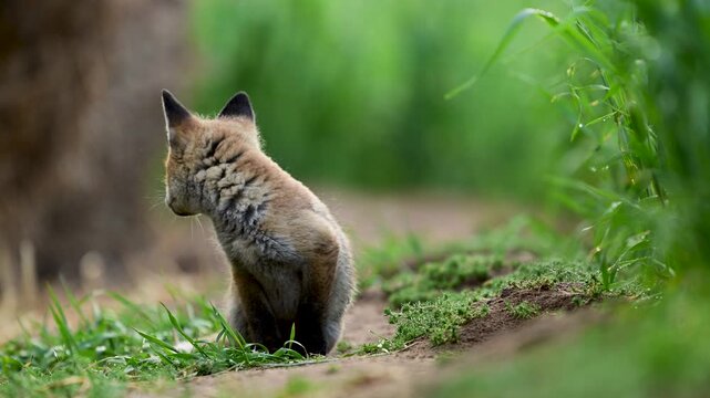 Cute young red fox ( Vulpes vulpes )	