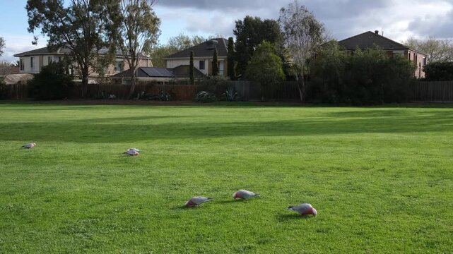 A flock of wild galahs forages across a lush green lawn in an Australian suburban neighbourhood.&nbsp;Pink and grey cockatoos graze calmly on open grass near residential homes in Melbourne Australia