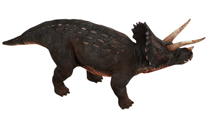 Majestic triceratops in striking side profile view. © Ilie