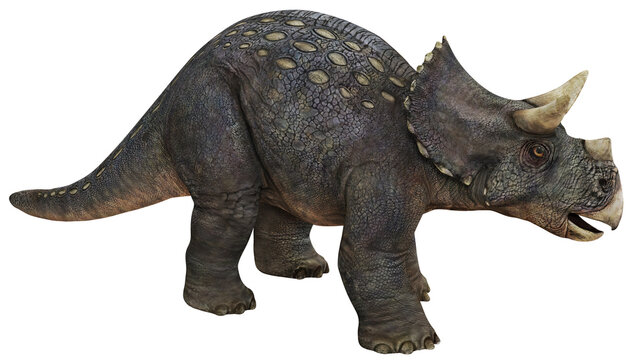 Realistic triceratops dinosaur illustration.