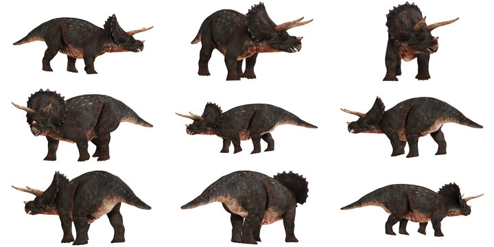 Triceratops dinosaurs in various poses