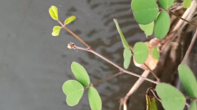 Desmodium triflorum growing naturally along the edge of a rice field irrigation channel, showcasing low creeping vegetation and adaptation to moist agricultural environments.