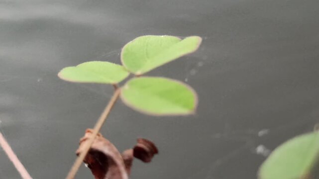 Desmodium triflorum growing naturally along the edge of a rice field irrigation channel, showcasing low creeping vegetation and adaptation to moist agricultural environments.