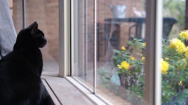 A black cat sits attentively beside glass window, gazing outward a suburban garden. Concept of indoor pet,  everyday home life, a peaceful moment and the longing for the outside world.