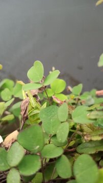 Desmodium triflorum growing naturally along the edge of a rice field irrigation channel, showcasing low creeping vegetation and adaptation to moist agricultural environments.
