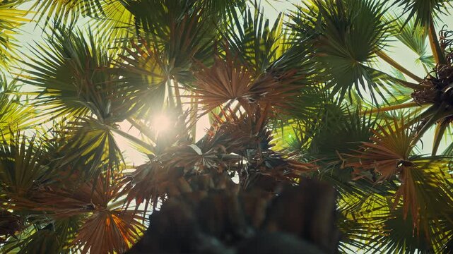 Low angle view of tropical sugar palm trees with bright sunlight filtering through green and brown fronds against a clear sky. This summer nature scene captures a serene tropical atmosphere.